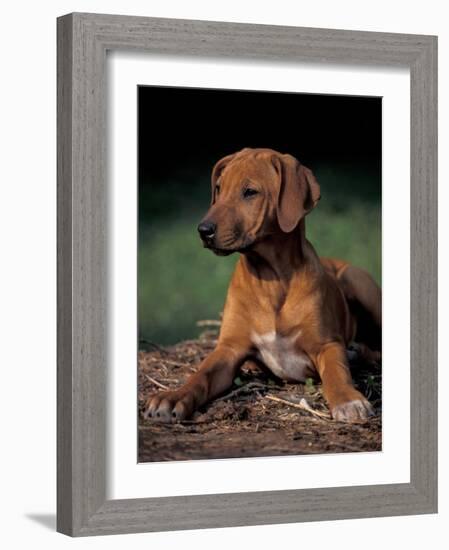 Rhodesian Ridgeback Puppy-Adriano Bacchella-Framed Photographic Print