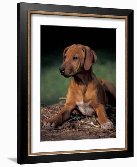 Rhodesian Ridgeback Puppy-Adriano Bacchella-Framed Photographic Print