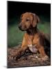 Rhodesian Ridgeback Puppy-Adriano Bacchella-Mounted Photographic Print