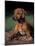 Rhodesian Ridgeback Puppy-Adriano Bacchella-Mounted Photographic Print