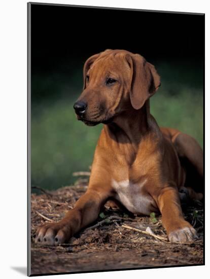 Rhodesian Ridgeback Puppy-Adriano Bacchella-Mounted Photographic Print