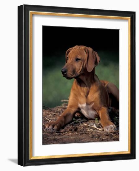 Rhodesian Ridgeback Puppy-Adriano Bacchella-Framed Photographic Print