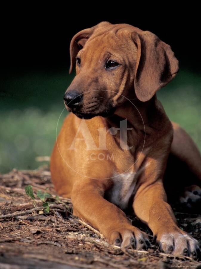 Rhodesian Ridgeback Puppy Pictures Yes Please