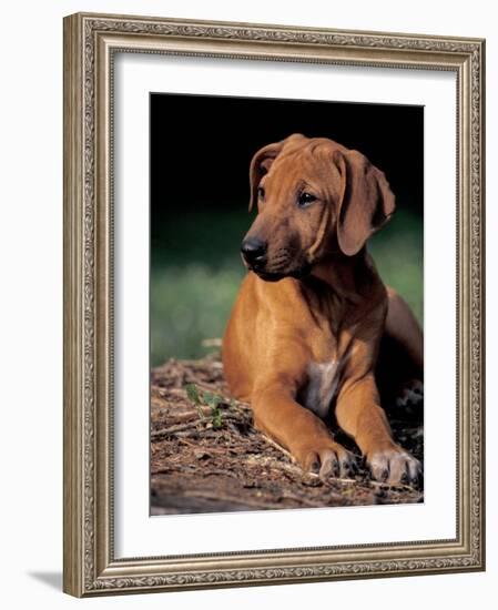 Rhodesian Ridgeback Puppy-Adriano Bacchella-Framed Photographic Print