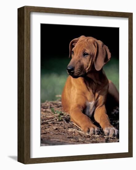 Rhodesian Ridgeback Puppy-Adriano Bacchella-Framed Photographic Print