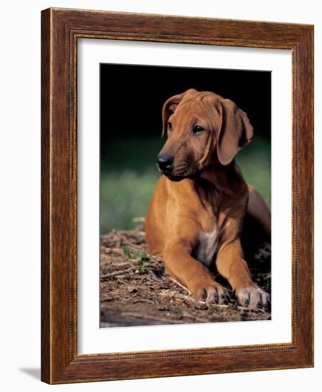 Rhodesian Ridgeback Puppy-Adriano Bacchella-Framed Photographic Print