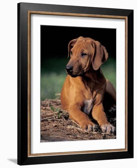 Rhodesian Ridgeback Puppy-Adriano Bacchella-Framed Photographic Print