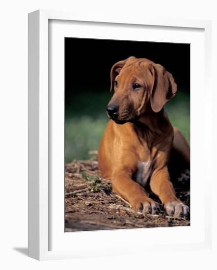 Rhodesian Ridgeback Puppy-Adriano Bacchella-Framed Photographic Print