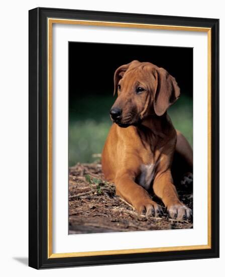 Rhodesian Ridgeback Puppy-Adriano Bacchella-Framed Photographic Print