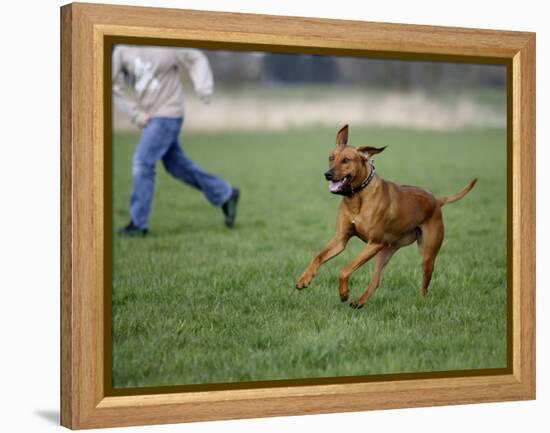 Rhodesian Ridgeback Running in a Field-Petra Wegner-Framed Premier Image Canvas