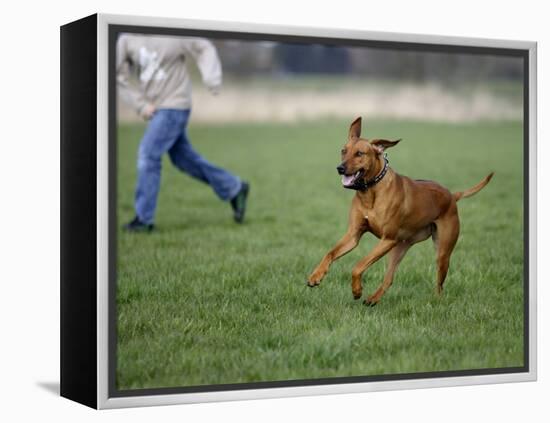 Rhodesian Ridgeback Running in a Field-Petra Wegner-Framed Premier Image Canvas