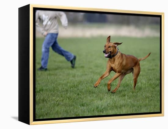 Rhodesian Ridgeback Running in a Field-Petra Wegner-Framed Premier Image Canvas