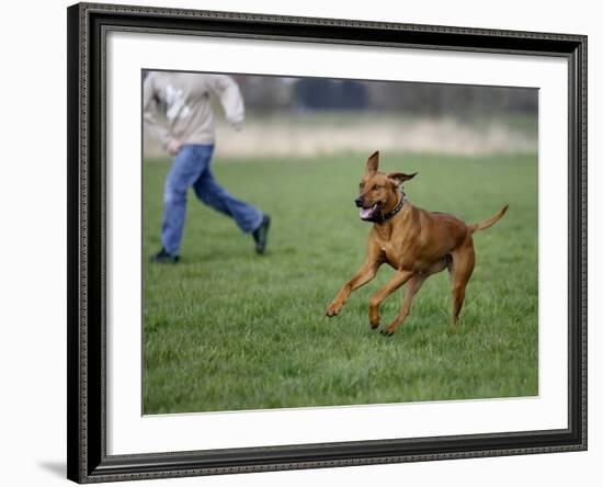 Rhodesian Ridgeback Running in a Field-Petra Wegner-Framed Photographic Print