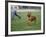 Rhodesian Ridgeback Running in a Field-Petra Wegner-Framed Photographic Print