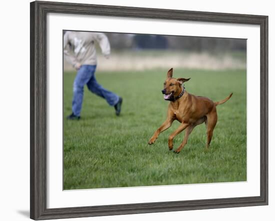 Rhodesian Ridgeback Running in a Field-Petra Wegner-Framed Photographic Print