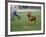 Rhodesian Ridgeback Running in a Field-Petra Wegner-Framed Photographic Print