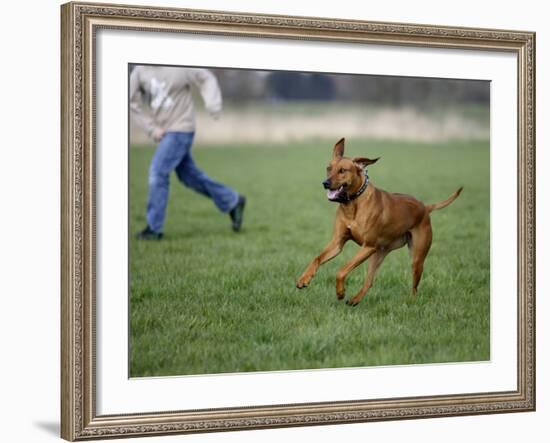 Rhodesian Ridgeback Running in a Field-Petra Wegner-Framed Photographic Print