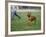 Rhodesian Ridgeback Running in a Field-Petra Wegner-Framed Photographic Print