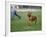 Rhodesian Ridgeback Running in a Field-Petra Wegner-Framed Photographic Print