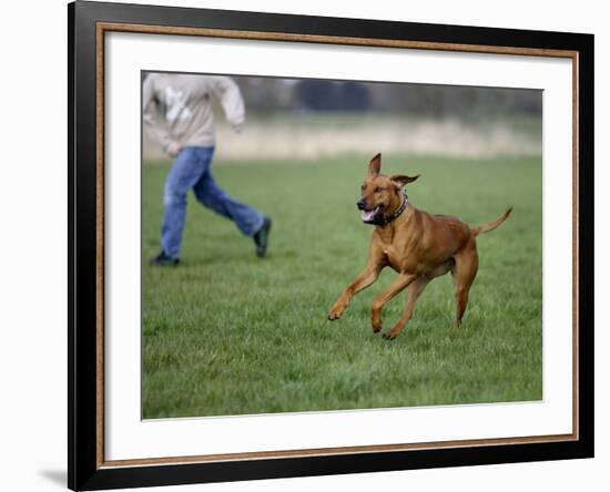 Rhodesian Ridgeback Running in a Field-Petra Wegner-Framed Photographic Print