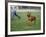 Rhodesian Ridgeback Running in a Field-Petra Wegner-Framed Photographic Print