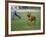 Rhodesian Ridgeback Running in a Field-Petra Wegner-Framed Photographic Print