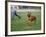 Rhodesian Ridgeback Running in a Field-Petra Wegner-Framed Photographic Print