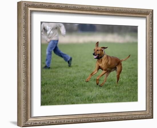 Rhodesian Ridgeback Running in a Field-Petra Wegner-Framed Photographic Print