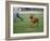 Rhodesian Ridgeback Running in a Field-Petra Wegner-Framed Photographic Print