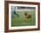 Rhodesian Ridgeback Running in a Field-Petra Wegner-Framed Photographic Print