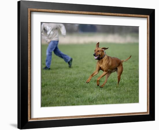 Rhodesian Ridgeback Running in a Field-Petra Wegner-Framed Photographic Print