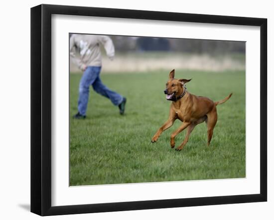 Rhodesian Ridgeback Running in a Field-Petra Wegner-Framed Photographic Print