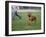 Rhodesian Ridgeback Running in a Field-Petra Wegner-Framed Photographic Print