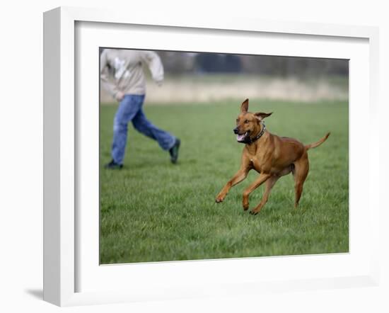 Rhodesian Ridgeback Running in a Field-Petra Wegner-Framed Photographic Print