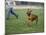 Rhodesian Ridgeback Running in a Field-Petra Wegner-Mounted Photographic Print