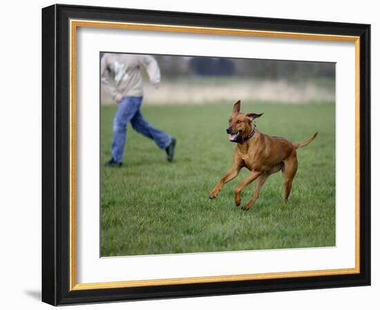 Rhodesian Ridgeback Running in a Field-Petra Wegner-Framed Photographic Print