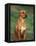 Rhodesian Ridgeback Sitting Down-Adriano Bacchella-Framed Premier Image Canvas