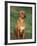 Rhodesian Ridgeback Sitting Down-Adriano Bacchella-Framed Photographic Print