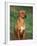 Rhodesian Ridgeback Sitting Down-Adriano Bacchella-Framed Photographic Print