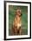 Rhodesian Ridgeback Sitting Down-Adriano Bacchella-Framed Photographic Print