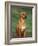 Rhodesian Ridgeback Sitting Down-Adriano Bacchella-Framed Photographic Print