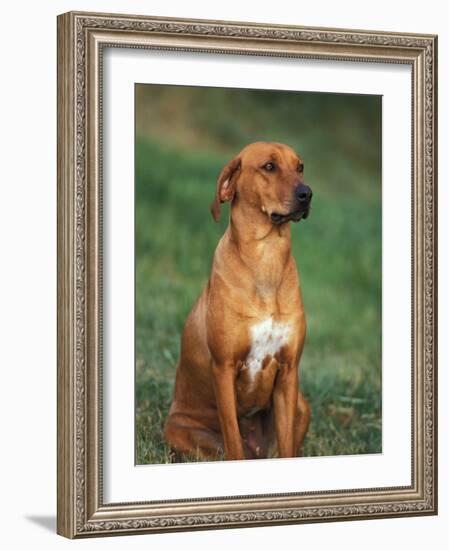 Rhodesian Ridgeback Sitting Down-Adriano Bacchella-Framed Photographic Print