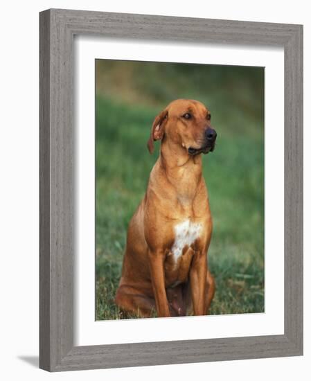 Rhodesian Ridgeback Sitting Down-Adriano Bacchella-Framed Photographic Print