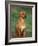 Rhodesian Ridgeback Sitting Down-Adriano Bacchella-Framed Photographic Print