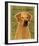 Rhodesian Ridgeback-John Golden-Framed Giclee Print