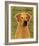 Rhodesian Ridgeback-John Golden-Framed Giclee Print