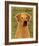 Rhodesian Ridgeback-John Golden-Framed Giclee Print