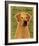 Rhodesian Ridgeback-John Golden-Framed Giclee Print