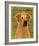 Rhodesian Ridgeback-John Golden-Framed Giclee Print