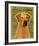 Rhodesian Ridgeback-John Golden-Framed Giclee Print